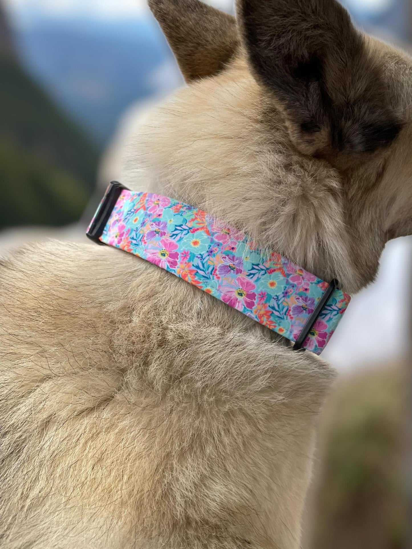 Collar Crazy Co - Hibiscus - Collar