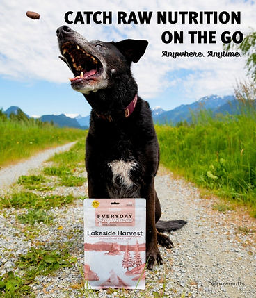 Red Dog Blue Kat - Everyday Anywhere Freeze-Dried Dog Food