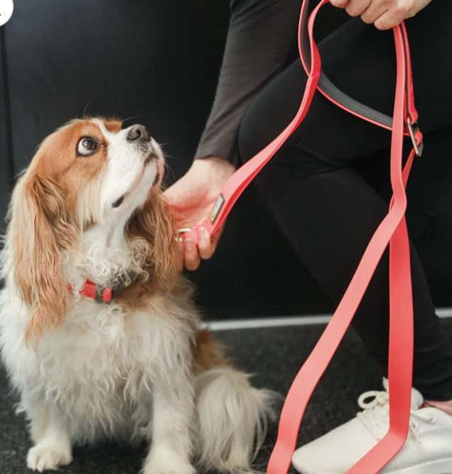 BeOneBreed - Silicone Clip Collars - AARCS DONATION only