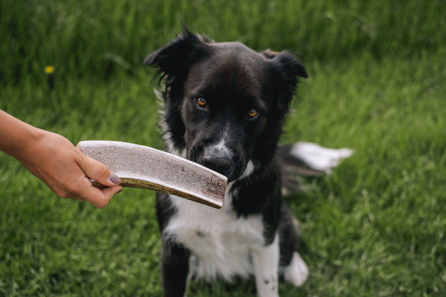 EZ Antler - Natural Elk Antler Chews