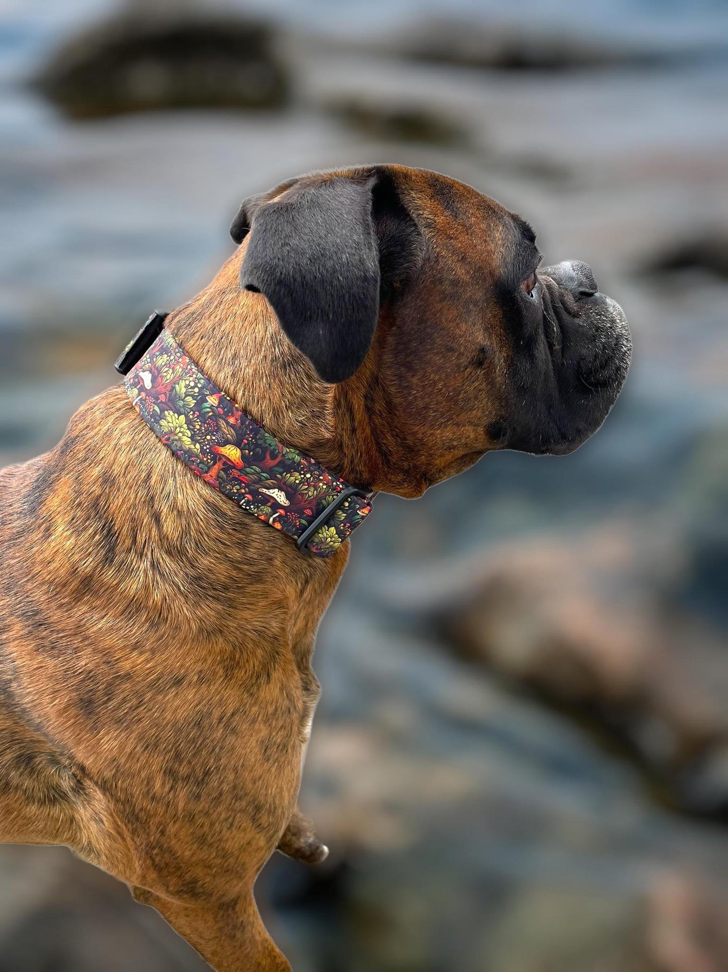 Collar Crazy Co - Enchanted Forest - Collar