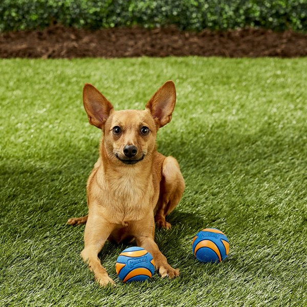 Chuckit! - Ultra Squeaker Balls