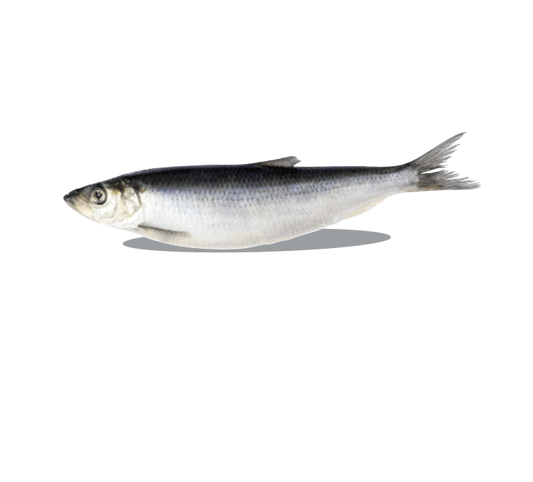 Big Country Raw - Herring - 1 lb