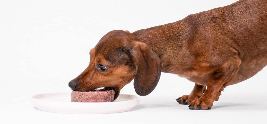Evolution Raw - Raw Dog Food