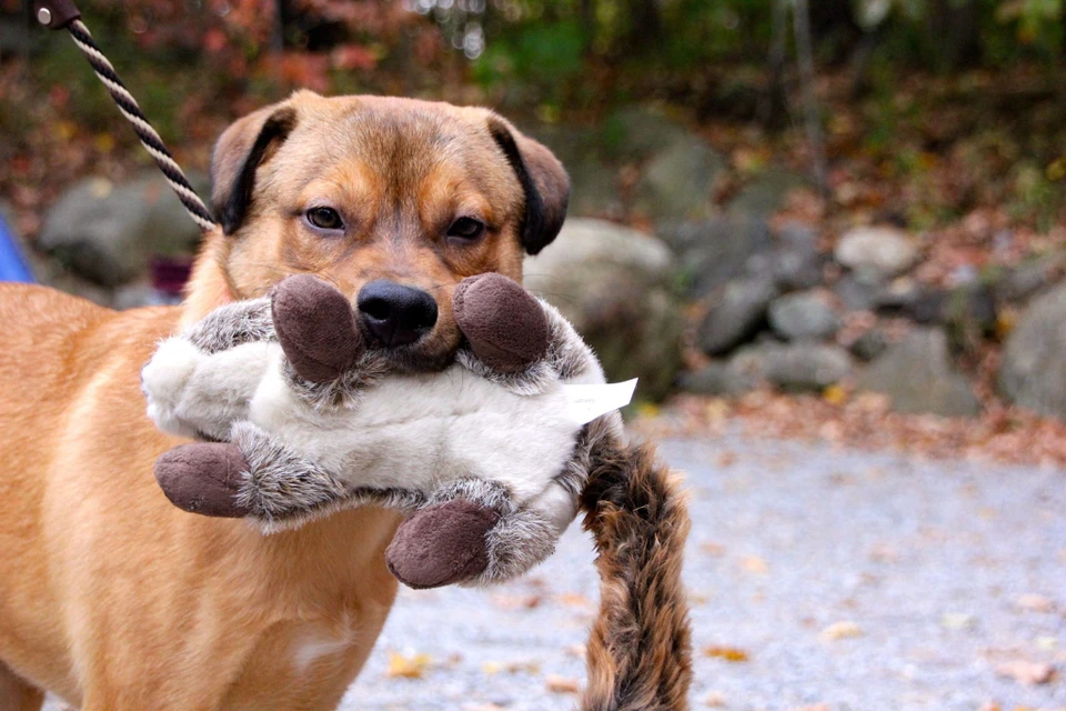Fluff & Tuff - Nuts Squirrel