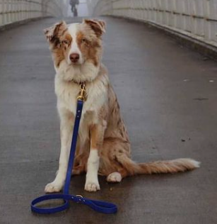 DogDog Goose - Biothane Leashes
