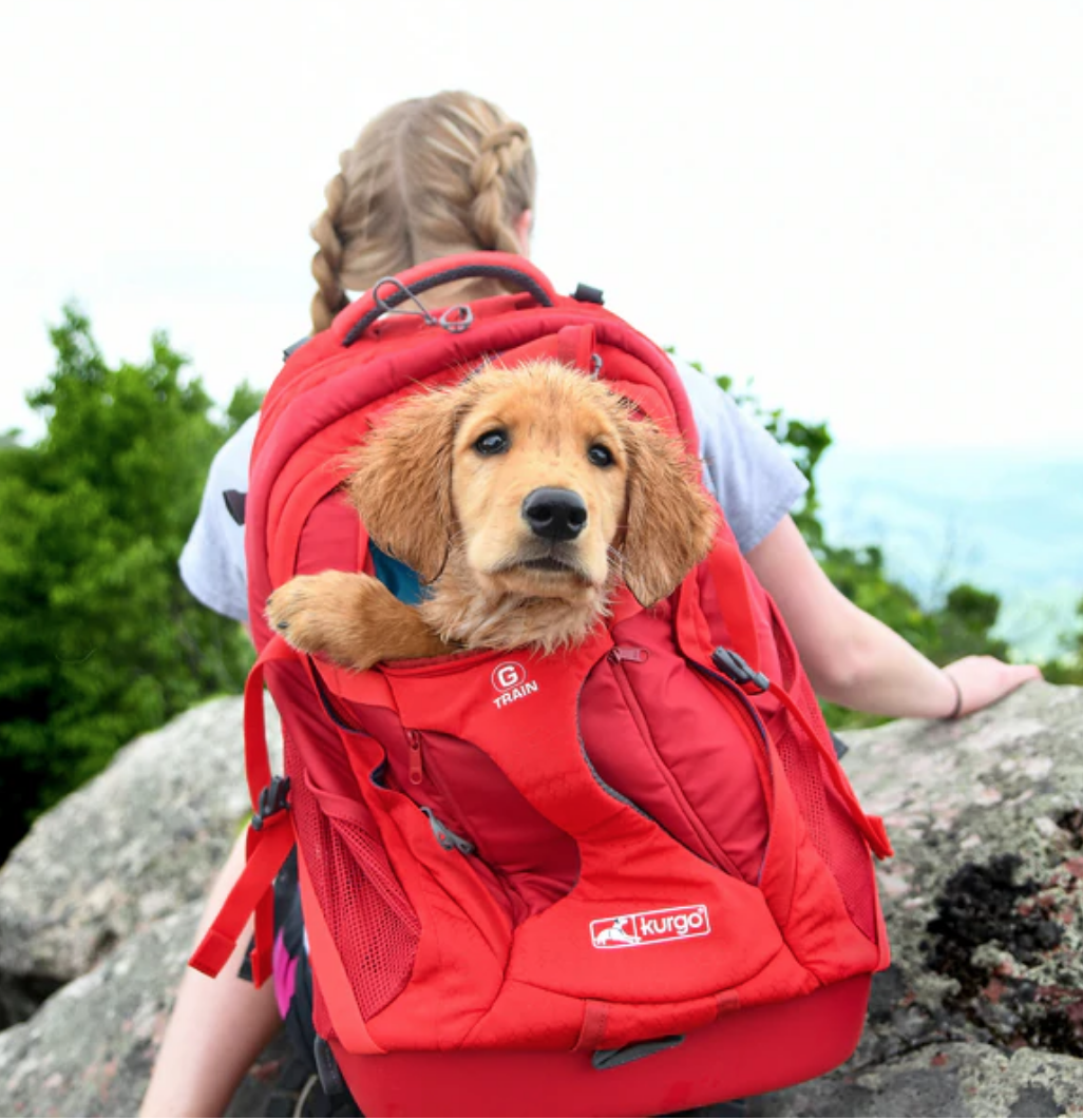 Dog carrier for hiking best sale
