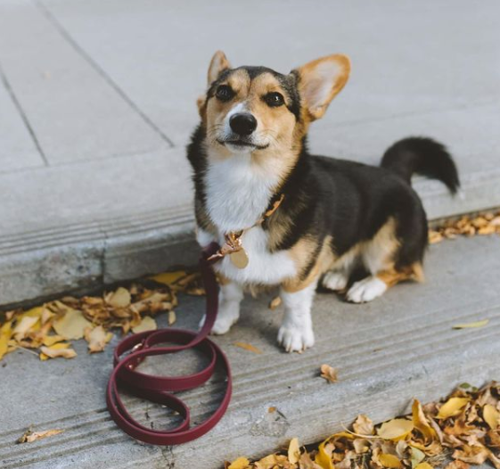 DogDog Goose - Biothane Leashes