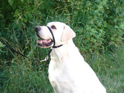 Gentle Leader - Headcollar