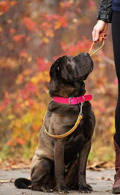 DogDog Goose - Biothane Leashes