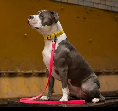 DogDog Goose - Biothane Leashes