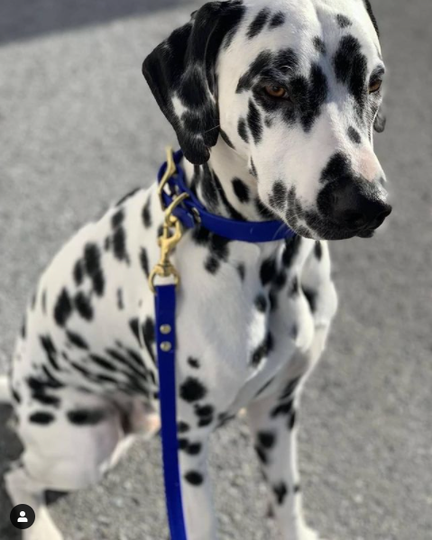 DogDog Goose - Biothane Leashes