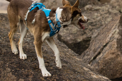 Ruffwear- Flagline Harness