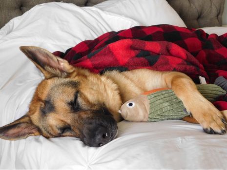 Tall Tails - Fleece Blanket - Hunter's Plaid