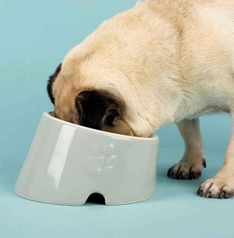 Flat best sale dog dish