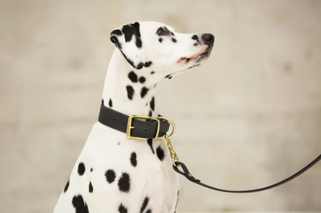 DogDog Goose - Biothane Leashes