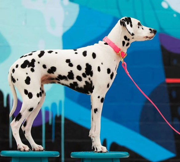 DogDog Goose - Biothane Leashes