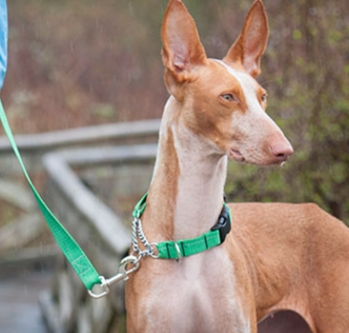 Rc pets online martingale collar