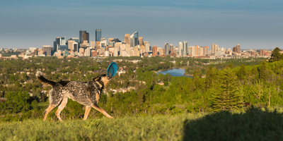 Tails and Trails: Calgary's Top 10 Dog Parks