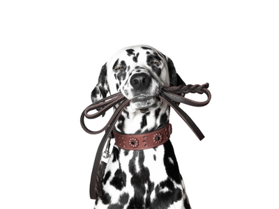 Dalmation holding a leash in its mouth 