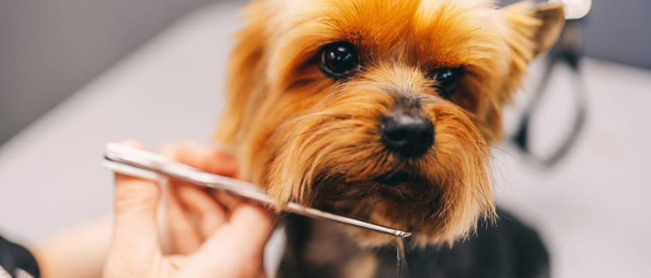 Grooming Supplies