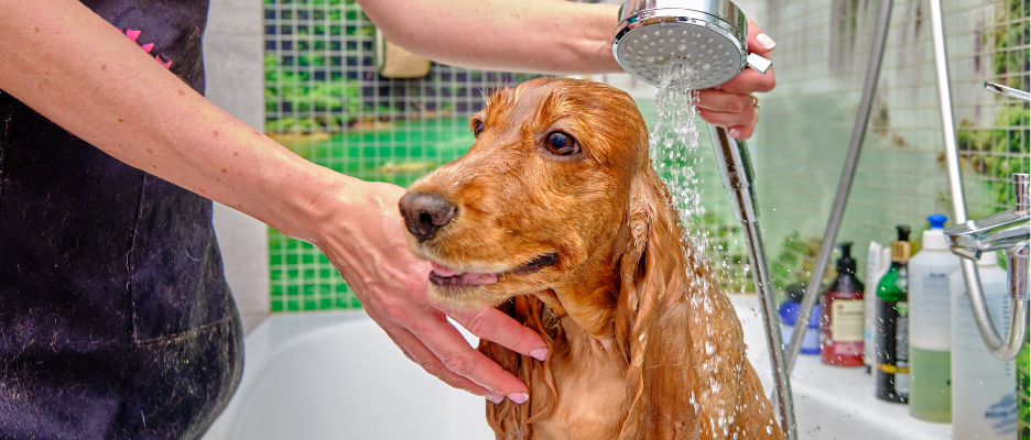 Shampoo & Conditioners