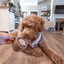 Lambwolf Collective - Latte Pop Dog Toy