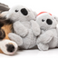 Fuzzyard - Coco Koala Dog Toy