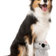 Fuzzyard - Coco Koala Dog Toy