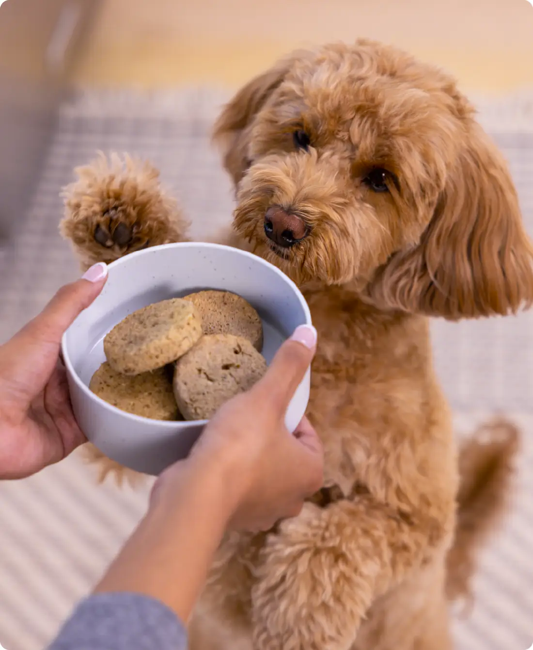 Open Farm - Freeze Dried Raw - Patties