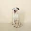 Fringe - Honey Bunny Dog Toy