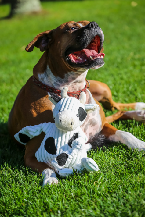 HuggleHounds - Dottie Cow Knottie Plush Dog Toy