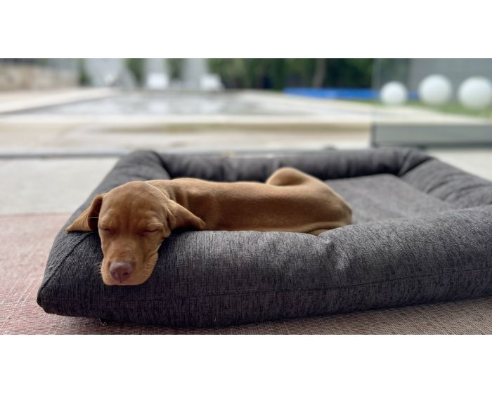 Bowsers - Hugo Futon