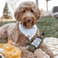 Lambwolf Collective - Merlot Dog Toy