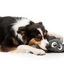 Fuzzyard - Arachnate the Spider Dog Toy