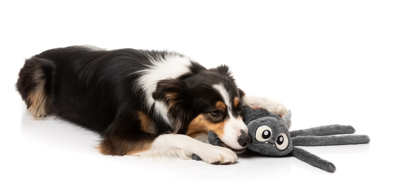 Fuzzyard - Arachnate the Spider Dog Toy