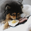 Lambwolf Collective - Breakfast Set Dog Toy