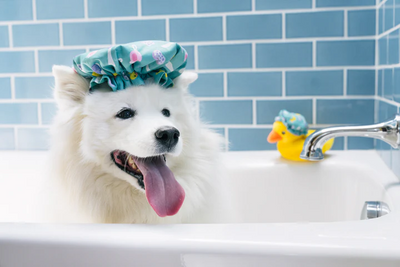 P.L.A.Y. - Splish Splash, Shower Quack