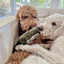 Lambwolf Collective - Merlot Dog Toy