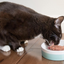 Evolution Raw - Raw Cat Food