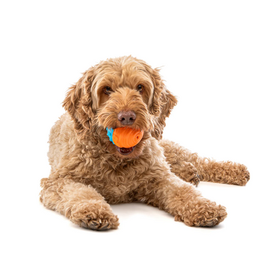 Guru - Crunch & Squeak Ball (2 pack)