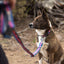 Ruffwear - Crag Collar - Alpine Dusk