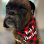 Collar Crazy Co – Bah Hum Bug Snap On Bandana