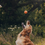 Beco - Fetch Ball