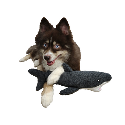 Dog Star - Gilly the Shark