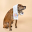 The Furryfolks - Toilet Paper Nosework Toy