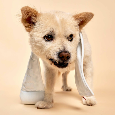 The Furryfolks - Toilet Paper Nosework Toy