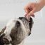 NZ Natural Pet Food Co - WOOF Freeze Dried Treats - Beef Tongue 'n' Cheek