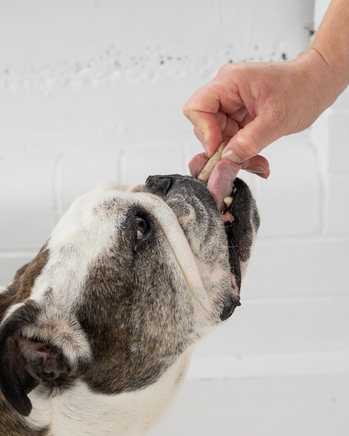NZ Natural Pet Food Co - WOOF Freeze Dried Treats - Beef Tongue 'n' Cheek