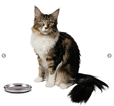OurPets - Stainless Steel Oval Cat Dish - AARCS ONLY
